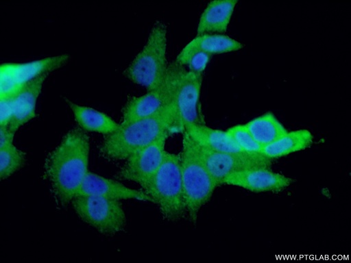 [14987-1-AP-150UL] S100A13 Polyclonal antibody