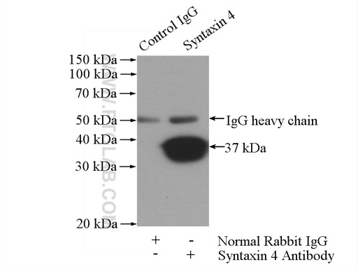 [14988-1-AP-150UL] Syntaxin 4 Polyclonal antibody