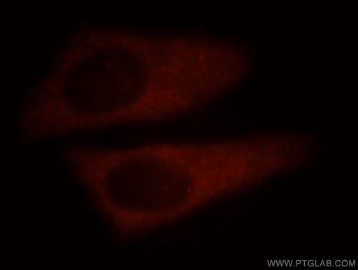 [14997-1-AP-150UL] PDCL3 Polyclonal antibody