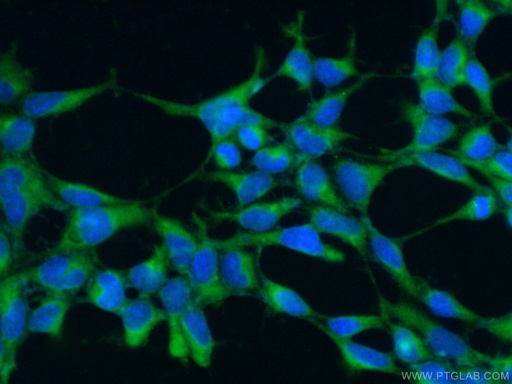 [15006-1-AP-20UL] ARIH2 Polyclonal antibody