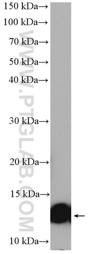 [15013-1-AP-150UL] Lysozyme Polyclonal antibody