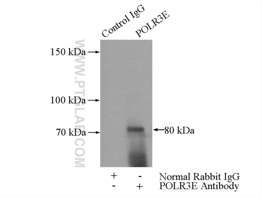 [15022-1-AP-20UL] POLR3E Polyclonal antibody