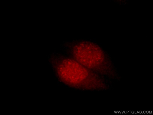 [15023-1-AP-20UL] CPSF4 Polyclonal antibody