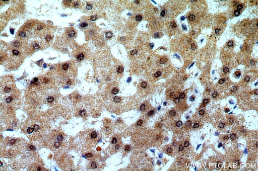[15053-1-AP-150UL] TRNAU1AP,SECP43 Polyclonal antibody