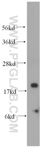 [15064-1-AP-150UL] NDUFA8 Polyclonal antibody