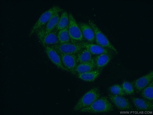 [15067-1-AP-20UL] TARS2 Polyclonal antibody