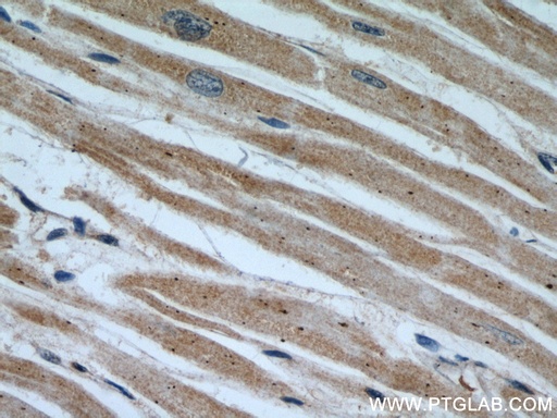 [15068-1-AP-20UL] NUDT9 Polyclonal antibody