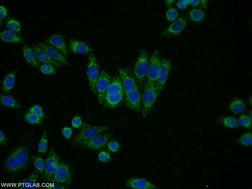 [15096-1-AP-150UL] NAGA Polyclonal antibody