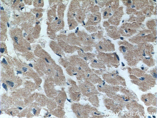 [15114-1-AP-20UL] FKBP1B Polyclonal antibody