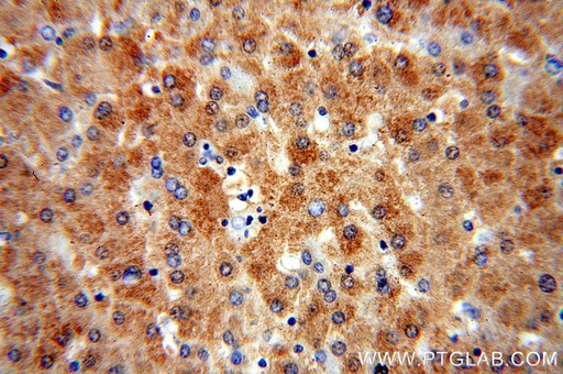 [15125-1-AP-150UL] OGG1 Polyclonal antibody
