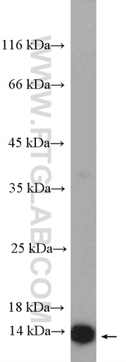 [15145-1-AP-20UL] RPL36 Polyclonal antibody