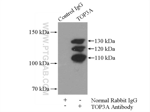 [14525-1-AP-150UL] TOP3A Polyclonal antibody