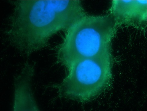 [14530-1-AP-150UL] RGS4 Polyclonal antibody