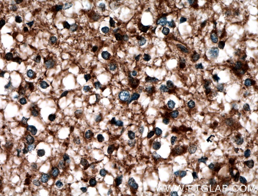 [14612-1-AP-20UL] LAP3 Polyclonal antibody