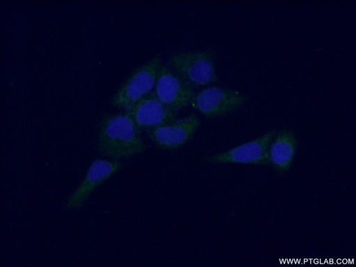 [14648-1-AP-150UL] NCF4 Polyclonal antibody