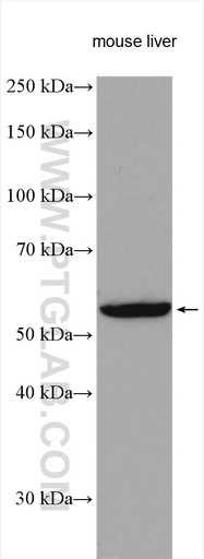 [14663-1-AP-20UL] NOTUM Polyclonal antibody