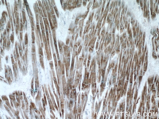 [14704-1-AP-20UL] C14orf2 Polyclonal antibody