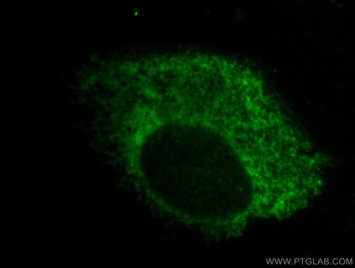 [14712-1-AP-20UL] ERp72 Polyclonal antibody