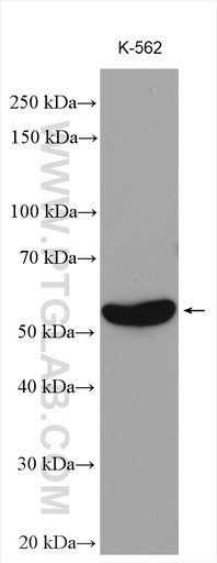 [14715-1-AP-150UL] MPP1 Polyclonal antibody