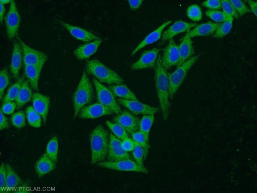 [14718-1-AP-20UL] PGD Polyclonal antibody