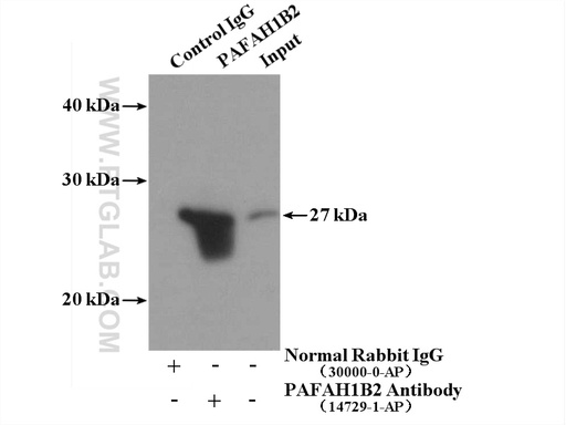 [14729-1-AP-20UL] PAFAH1B2 Polyclonal antibody