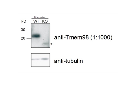 [14731-1-AP-150UL] TMEM98 Polyclonal antibody