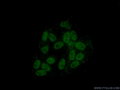 [14774-1-AP-150UL] HNRNPH1 Polyclonal antibody