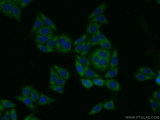[14828-1-AP-20UL] PIG3 Polyclonal antibody