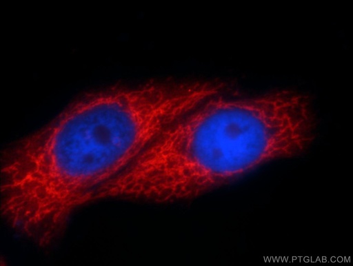 [14841-1-AP-150UL] SLC25A6-Specific Polyclonal antibody