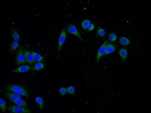 [14846-1-AP-150UL] SEC61B-Specific Polyclonal antibody