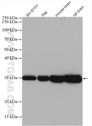 [14881-1-AP-20UL] YWHAZ Polyclonal antibody