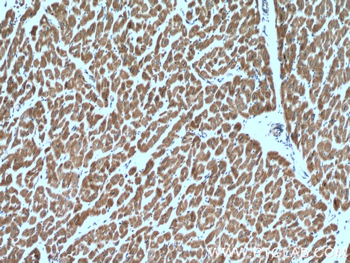 [14895-1-AP-20UL] RBX1 Polyclonal antibody