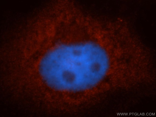 [14929-1-AP-20UL] POFUT1 Polyclonal antibody