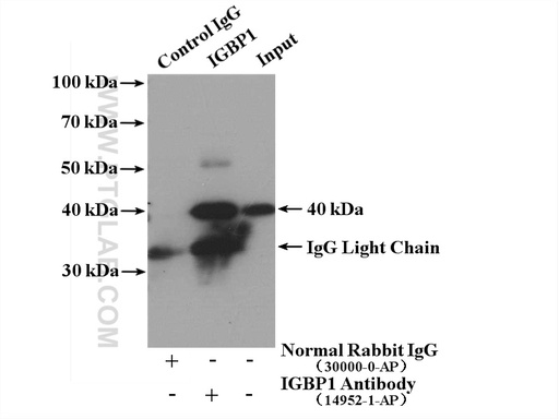 [14952-1-AP-20UL] IGBP1 Polyclonal antibody