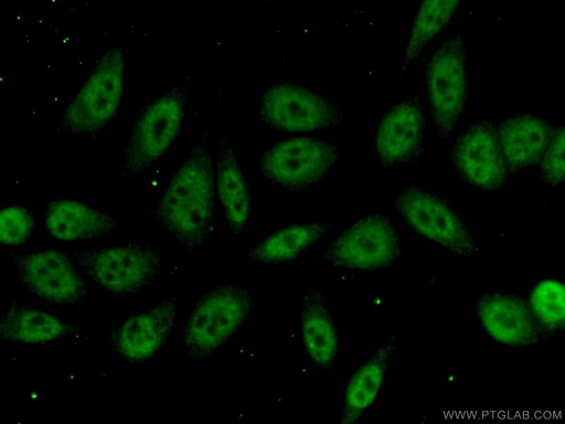 [14958-1-AP-150UL] RBM8A,Y14 Polyclonal antibody