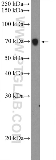 [15014-1-AP-20UL] PODN Polyclonal antibody