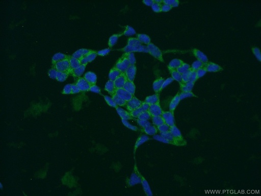 [15040-1-AP-20UL] MRPL14 Polyclonal antibody