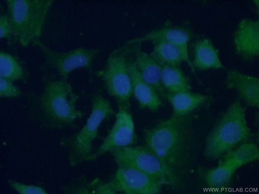 [15055-1-AP-150UL] RPL38 Polyclonal antibody
