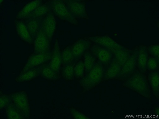 [15078-1-AP-150UL] PFDN5 Polyclonal antibody