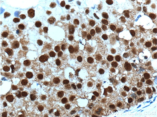 [15084-1-AP-150UL] SNRPG Polyclonal antibody