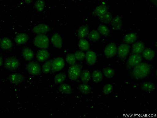 [15086-1-AP-150UL] POLR2H Polyclonal antibody