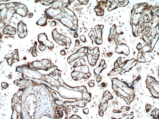 [15106-1-AP-20UL] PCSK4 Polyclonal antibody