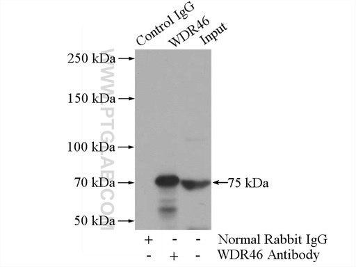 [15110-1-AP-150UL] WDR46 Polyclonal antibody