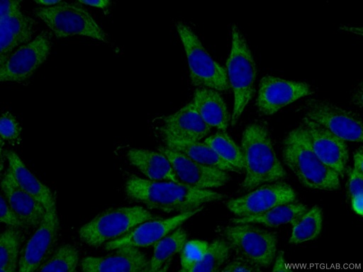 [15112-1-AP-20UL] CAPRIN1 Polyclonal antibody