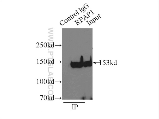 [15138-1-AP-150UL] RPAP1 Polyclonal antibody