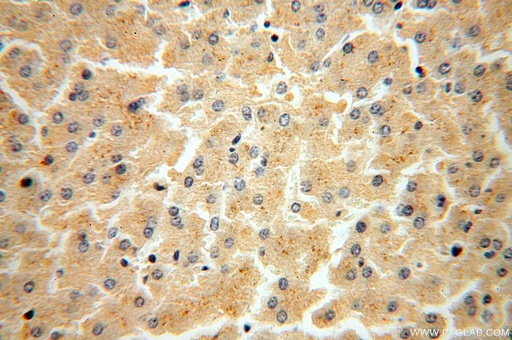 [15157-1-AP-150UL] FUCA2 Polyclonal antibody