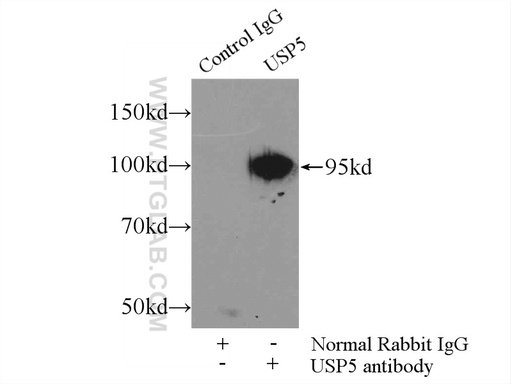 [15158-1-AP-150UL] USP5 Polyclonal antibody