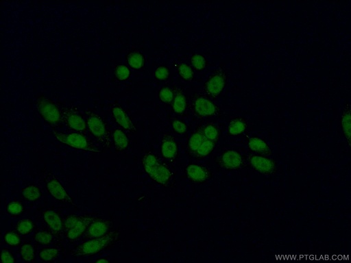 [15159-1-AP-20UL] MEN1 Polyclonal antibody