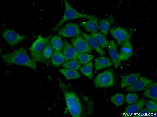 [15171-1-AP-20UL] GPI Polyclonal antibody