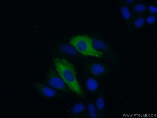 [15201-1-AP-20UL] IFIT3 Polyclonal antibody